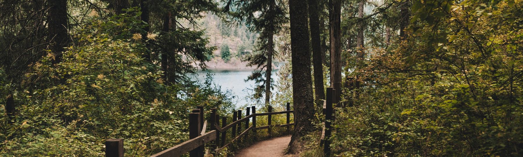 A forest path opening onto a lake